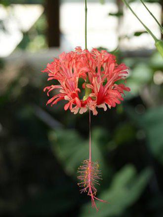 Photographer:www.blossomlikeaflower.com | Flame (Hibiscus schizopetalus)