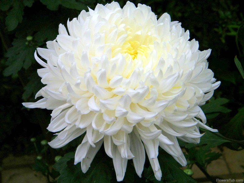 Photographer:www.flowerstub.com/beautiful-white-chrysanthemum- | Purified Dynamic Life Energy [Chrysanthemum Xmorifolium]