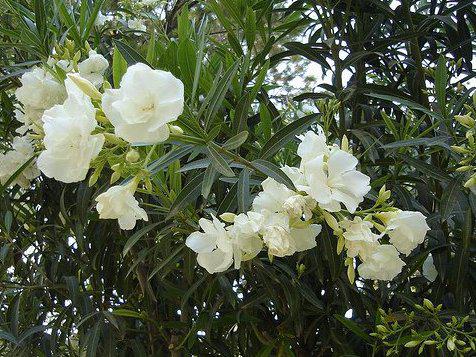 Photographer:www.blossomlikeaflower.com | Perfect Quietness in the Mind (Nerium oleander)