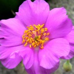 Material Power to Heal (Calandrinia grandiflora)