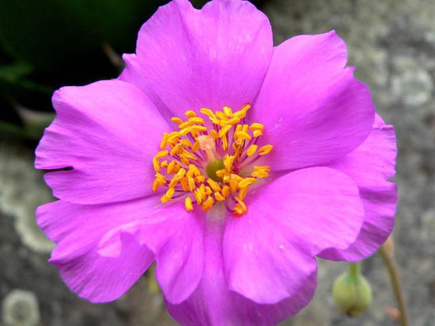 Photographer:www.blossomlikeaflower.com | Material Power to Heal (Calandrinia grandiflora)