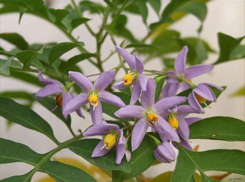 Photographer:www.blossomlikeaflower.com | Seeking for Support only in the Divine (Solanum seaforthianum)