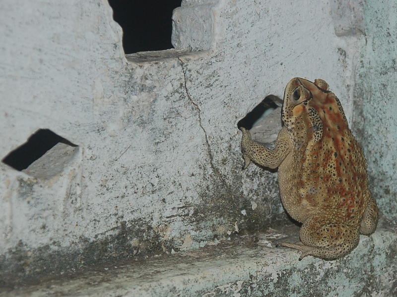 Photographer:Frida | No idea how this toad climbed up to my terrace