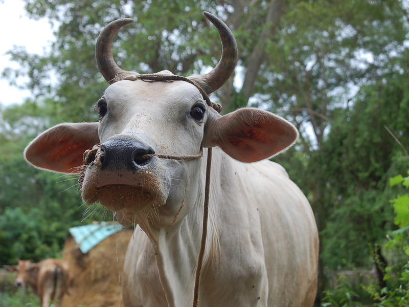 Photographer:Frida | Cow in KK Garden farm near Kottakarai