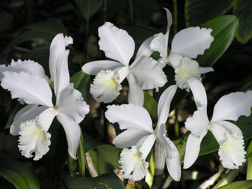 Photographer:www.blossomlikeaflower.com | The Aim of Existence is Realised (Cattleya Orchid)