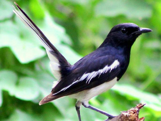 Photographer:From internet | Maitre Shama or Merle shama (in French) or Magpie Robin (in English)