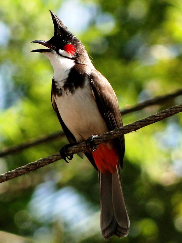 Photographer:From internet | Bulbul à cul rouge (in French) or bulbul red vented (in English)