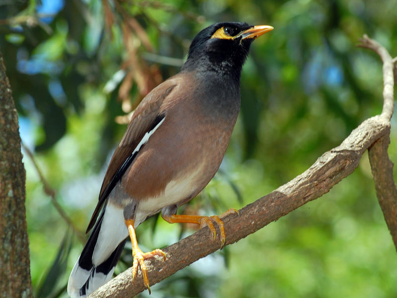 Photographer:From internet | Martin triste or Myna (in English)