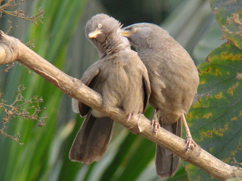 Photographer:From internet | Sept soeurs or seven sisters or Babblers