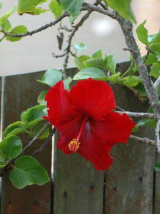 Photographer:www.blossomlikeaflower.com | Power of Action (Hibiscus rosa-sinensis)