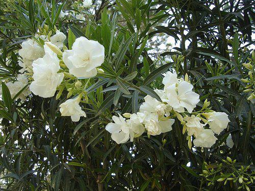 Photographer:www.blossomlikeaflower.com | Perfect Quietness in the Mind (Nerium oleander)