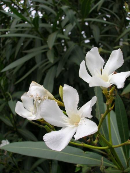 Photographer:www.blossomlikeaflower.com | Quietness Established in the Mind (Nerium oleander)