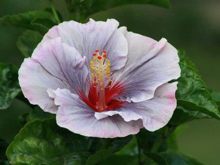 Photographer:www.blossomlikeaflower.com | Power of Effort and (Effort of Auroville) (Hibiscus rosa-sinensis)