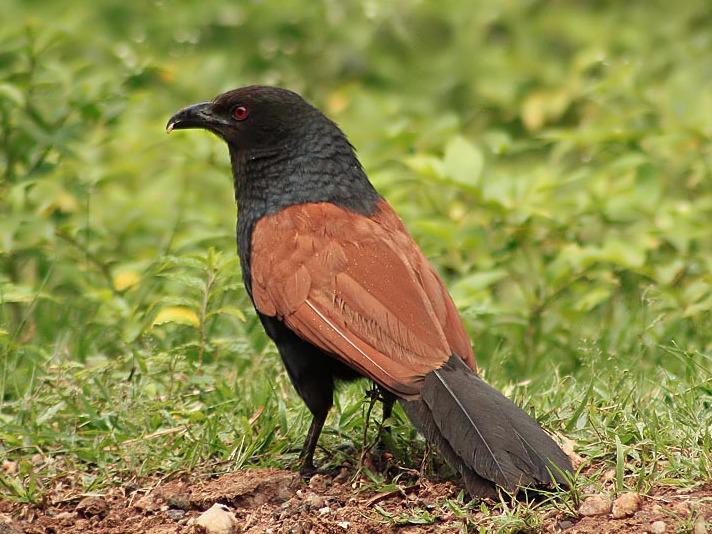 Photographer:web | Southern Coucal