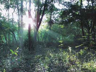 Photographer:web | evergreen tropical dry forest in Auroville