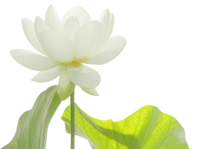 Photographer:web | white lotus