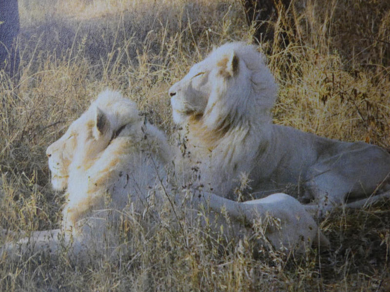 Photographer:Leslie Staler, Bahar, Cedona Holly | white lions