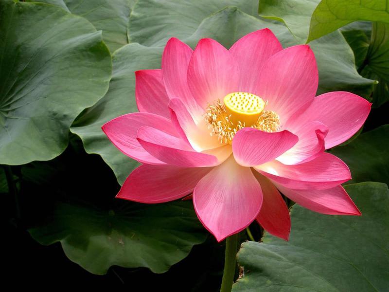 Photographer:web | Sri Aurobindo's Lotus...open
