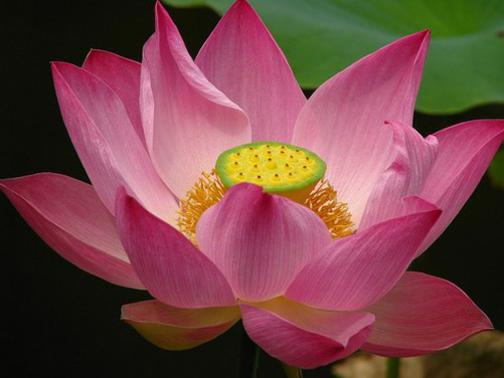 Photographer:web | Sri Aurobindo's Lotus...open