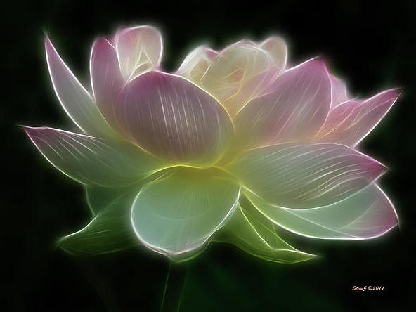 Photographer:web | Sri Aurobindo's Lotus