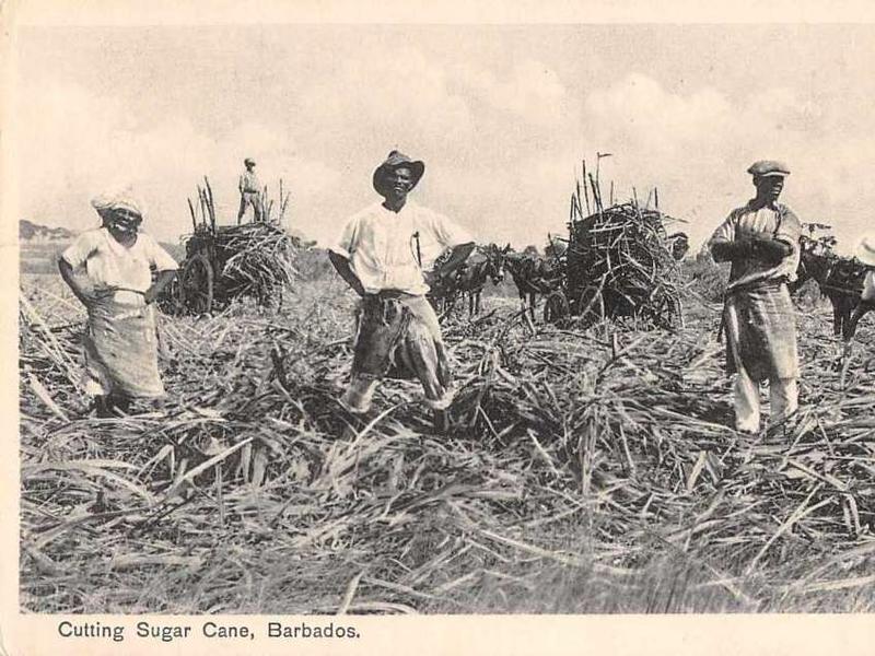 Photographer:web | cutting sugar cane