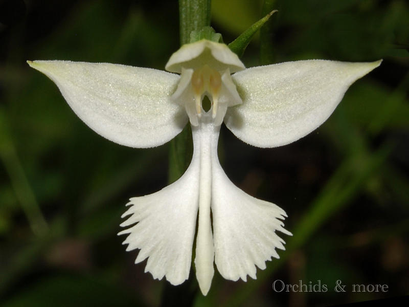 Photographer:web | orchid