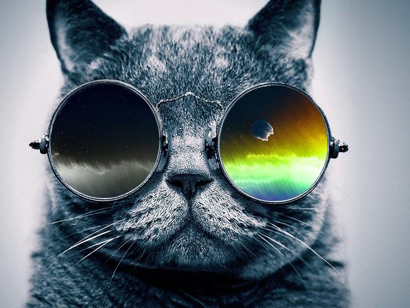 Photographer:web | cool cat