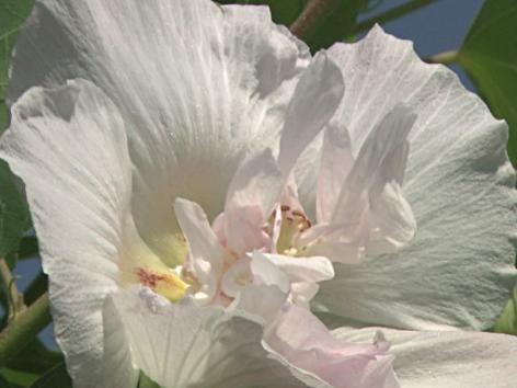 Photographer:web | The Divine Grace - hibiscus mutabilis