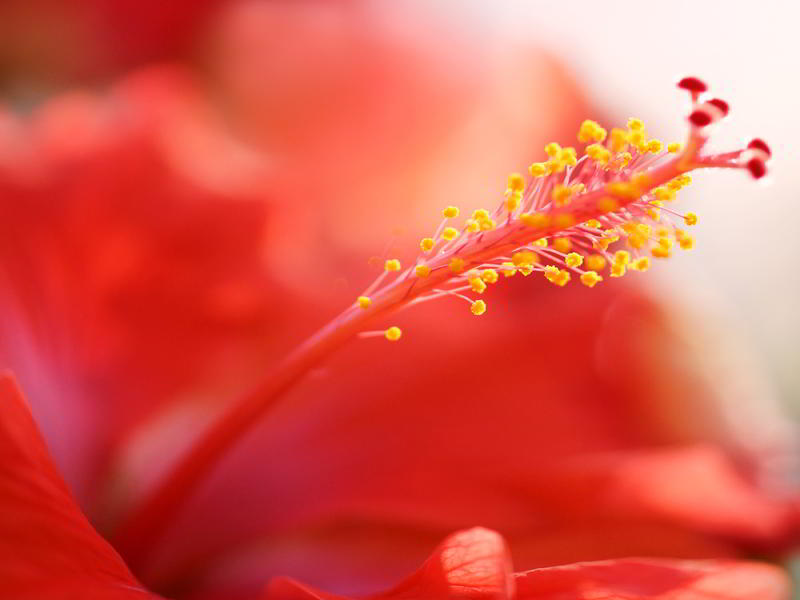 Photographer:web | hibiscus