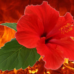 <b>Hibiscus Festival at Well Cafe</b>