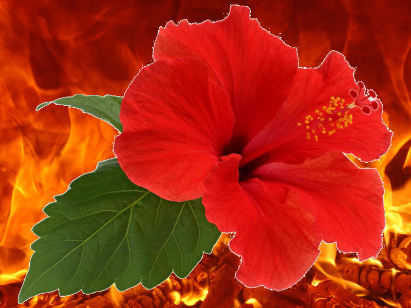 Photographer:Andrea | Hibiscus on fire