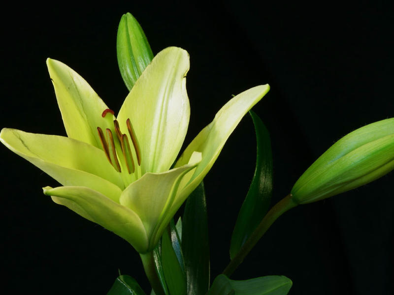 Photographer:web | green flower