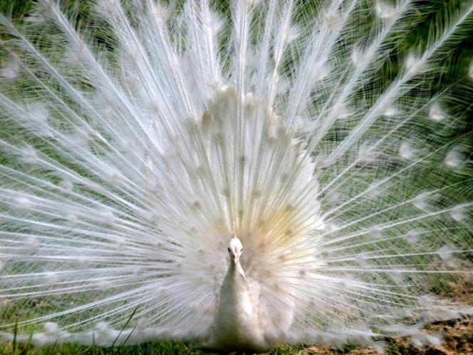 Photographer:web | white peacock