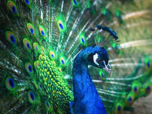 Photographer:web | peacock