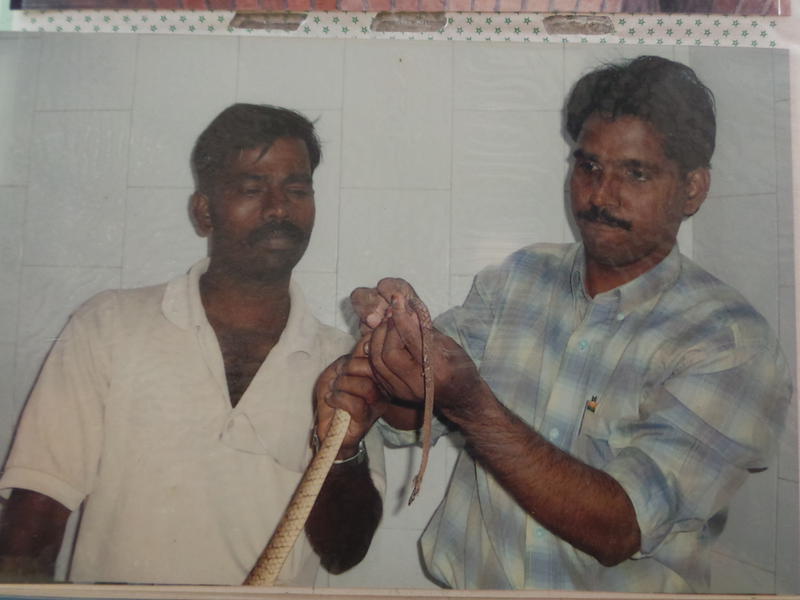 Photographer:Romel | Dr. Kumar traeting a snake from the bio-region
