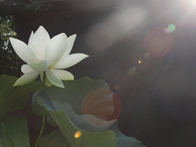 Photographer:web | lotus