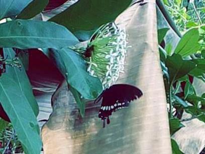 Photographer:Leela | Butterfly
