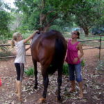 <b>Horses in Auroville</b>