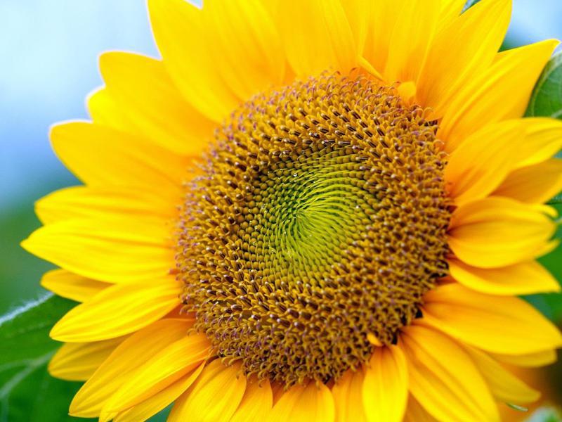 Photographer:web | sunflower