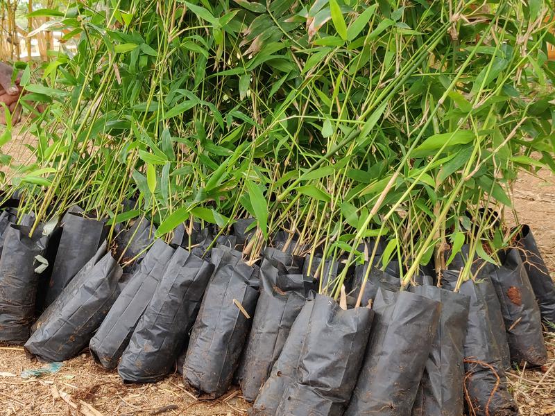 Photographer:Akshay | Bhima Bamboo saplings ready to be planted