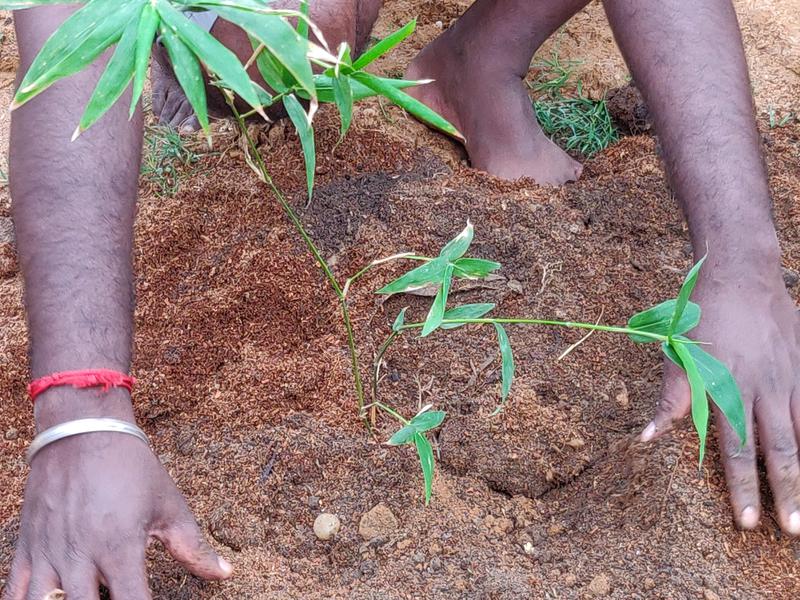 Photographer:Akshay | An Aurovillian planting a Bhima Bamboo sapling