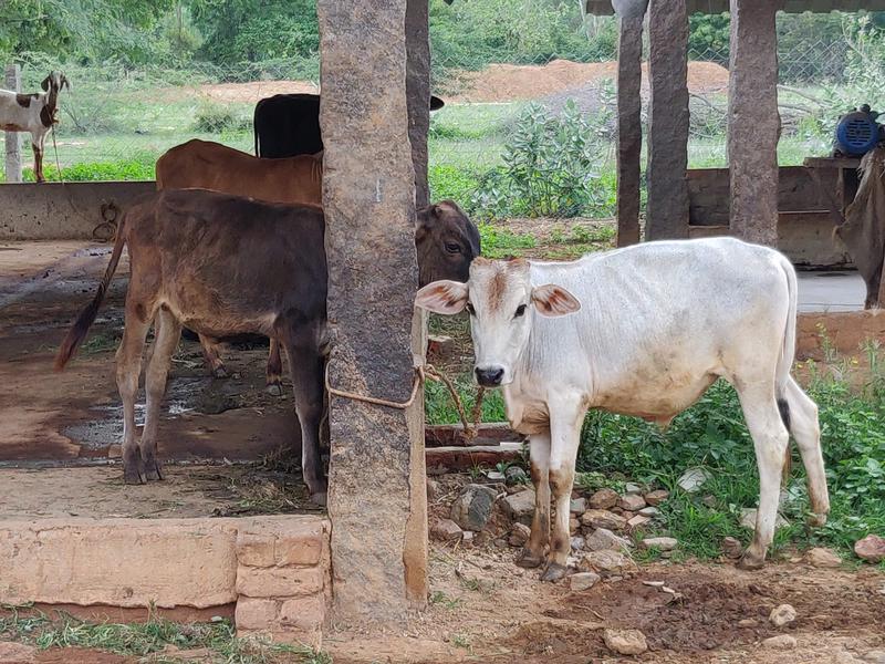 Photographer:Akshay | Cows in their shed at Ayarpadi Farm