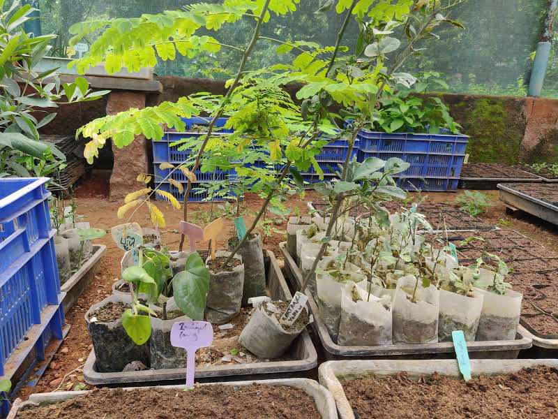 Photographer:Akshay | A view of the saplings in the nursery at Discipline Farm