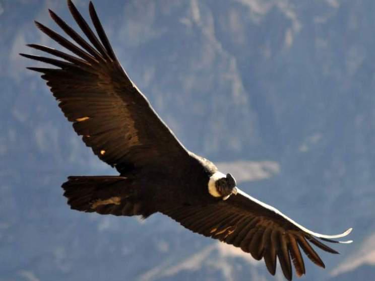 Photographer:Source: Internet | A Condor soaring high in the mountains