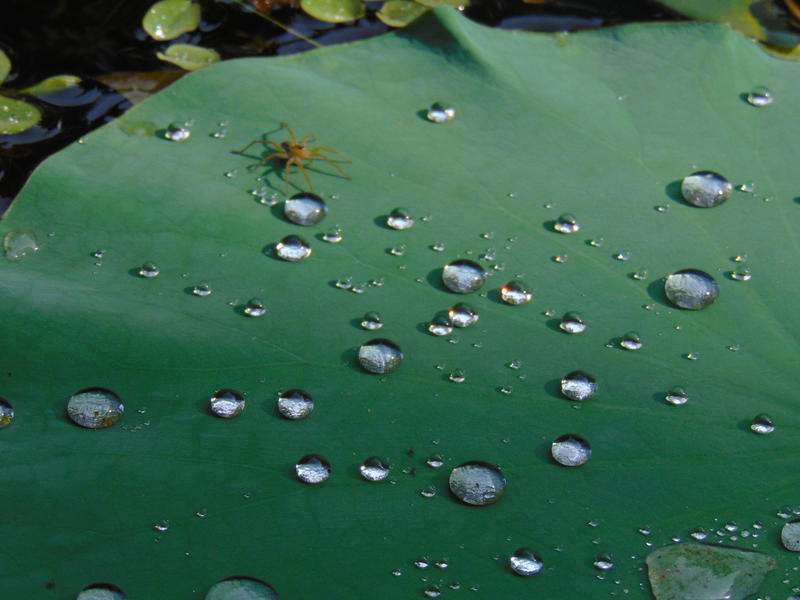 Photographer:Zarin | water droplets