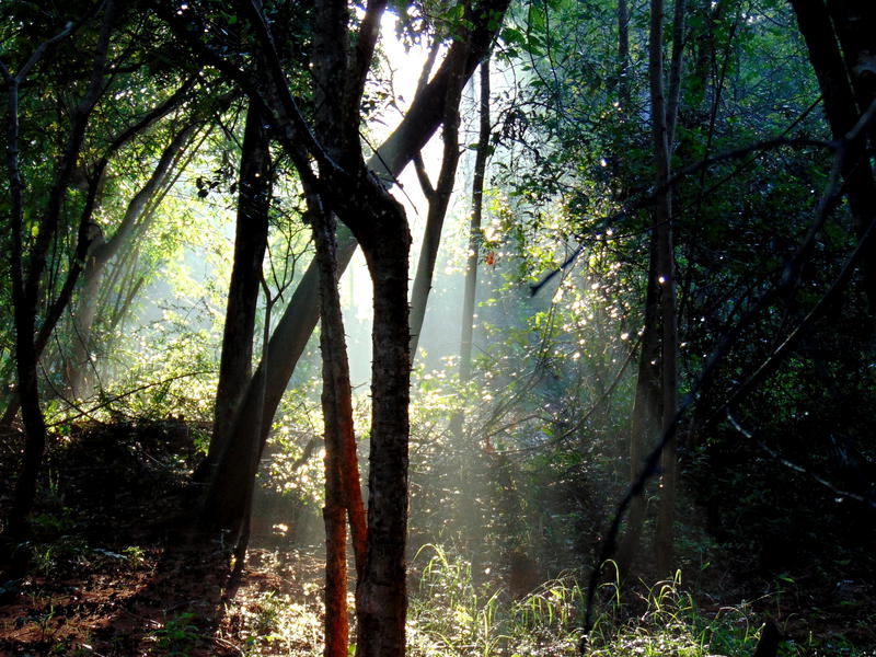 Photographer:web | evergreen semi dry tropical forest of Auroville
