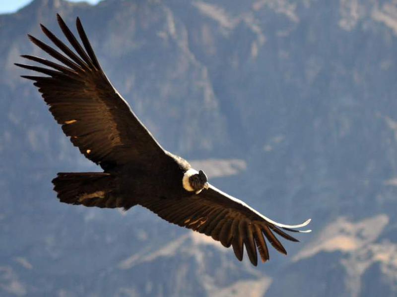 Photographer:web | America Latina Indigena: Condor en los Andes
