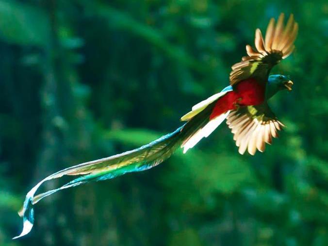Photographer:web | Quetzal: pajaro de Guatemala y de la America Central