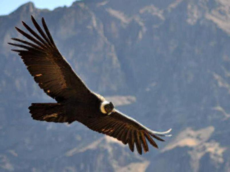 Photographer:web | el condor