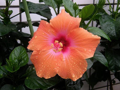 Photographer:web | Beauty of Supramental love (Flower of Auroville)